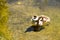 An Egyptian Goose Duckling