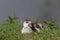 Egyptian goose duckling sitting in the grass