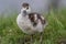 Egyptian goose duckling standing in the grass