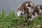 Egyptian goose ducklings in the grass