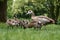 Egyptian goose family with cute goslings in grass