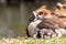 Egyptian goose family with cute little fledglings and sweet biddies as sleeping children resting in the sun on the shore of park