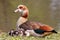 Egyptian goose family with cute little fledglings and sweet biddies as sleeping children resting in the sun on the shore of park