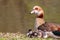 Egyptian goose family with cute little fledglings and sweet biddies as sleeping children resting in the sun on the shore of park