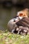 Egyptian goose family with cute little fledglings and sweet biddies as sleeping children resting in the sun on the shore of park