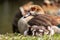 Egyptian goose family with cute little fledglings and sweet biddies as sleeping children resting in the sun on the shore of park