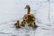 Egyptian goose female with little goslings on lake