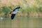 Egyptian goose flying over lake on reeds background