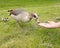 Egyptian Goose Geese flooding River Thames