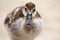 An egyptian goose gosling on a beach