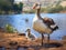 Egyptian Goose with gosling  Made With Generative AI illustration