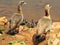 Egyptian goose with goslings