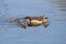 Egyptian goose with goslings