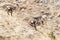 Egyptian Goose Goslings Sliding Down Slope