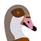 Egyptian Goose Graphic