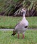 Egyptian Goose on Green Grass