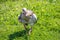 Egyptian goose isolated on a grassy patch