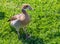 Egyptian goose isolated on a grassy patch