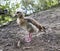 Egyptian Goose at Keg Pool, Etherow Country Park, Cheshire