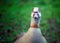 Egyptian goose in Kelsey Park, Beckenham, Greater London