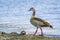 Egyptian Goose in Kruger National park, South Africa