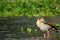 Egyptian goose, Lake Naivasha, Kenya