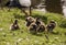 Egyptian goose with little duckies chicks