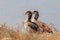 Egyptian goose Moremi Botswana, Africa wilderness
