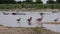 Egyptian goose and pelican around a hippo pool