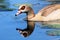 Egyptian goose reflecting in lake