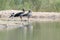 Egyptian goose relaxing on river edge