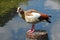 Egyptian Goose, River Wensum, Norwich, England