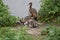 Egyptian Goose , sheltering under the mother goose