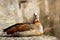 Egyptian Goose sitting on a wall and looking straight at the camera, Alopochen aegyptiaca or Nilgans