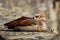 Egyptian Goose sitting on a wall and sleeping with its eyes closed, Alopochen aegyptiaca or Nilgans