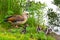 Egyptian goose with small coot goslings on lake shore