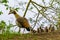 Egyptian goose with small cute goslings at lake