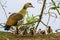 Egyptian goose with small cute nestlings at lake