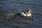 Egyptian goose splashing around