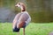 Egyptian goose standing on riverbank