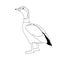 Egyptian goose vector illustration line