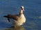 Egyptian Goose wading