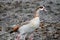 An Egyptian goose walking through mud.