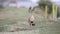 Egyptian Goose Walking Towards Camera