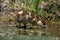 Egyptian gosling bends to drink from water