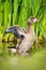 Egyptian Gosling Spreads Wings in Reeds