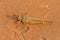 Egyptian Grasshopper Anacridium aegyptium sitting in the evening sunshine sand in the United Arab Emirates