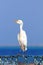 Egyptian heron - Bubulcus ibis