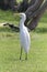 Egyptian heron - Bubulcus ibis