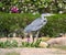 Egyptian heron - Bubulcus ibis